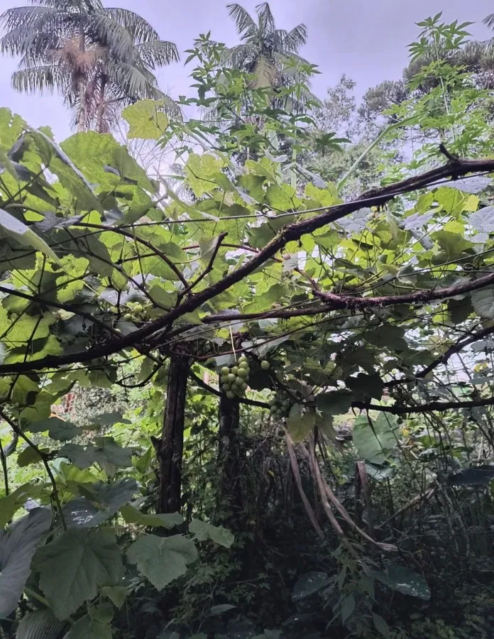 Sítio à venda, Resende — foto 8